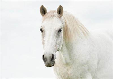 Many older horses can be ridden well into their 'geriatric' years.