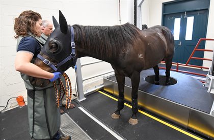 A racehorse is scanned by Professor Chris Whitton using a standing CT scanner at the U-Vet Werribee Equine Centre. © Racing Photos - Patrick Scala