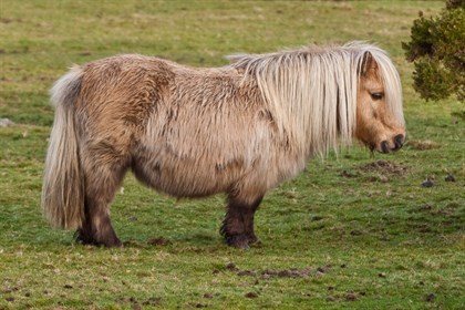 Shetland_Pony_on_Belstone_Common,_Dartmoor