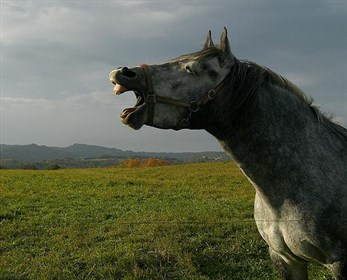 Yawning horse