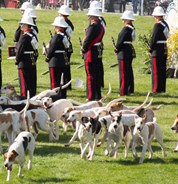 The guards and hounds entertain the crowd - © Ginette Snow