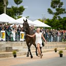 Megan Jones and Toulando flying through the CCI5*L trot-up. Image: Michelle Terlato Photography