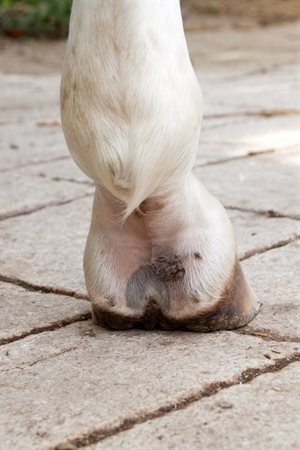 Pastern dermatitis (mud fever, greasy heel) is a common winter ailment