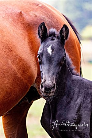 A 2019 Totilas x New Star (Negro) filly, who Christan has retained.  © ffire Photography