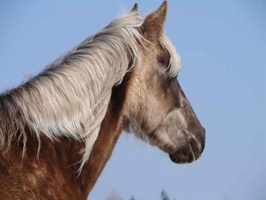 A Rocky Mountain Horse with the distinctive flaxen mane for which the breed is known. (No credit needed)