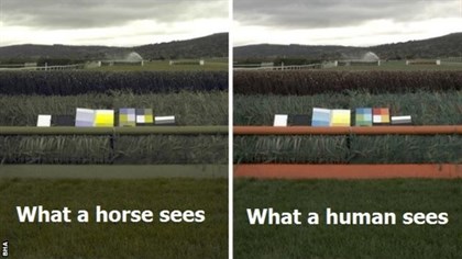 A study has shown the orange framework on the right-hand fence is actually seen as a shade of green by horses © BBC Sport