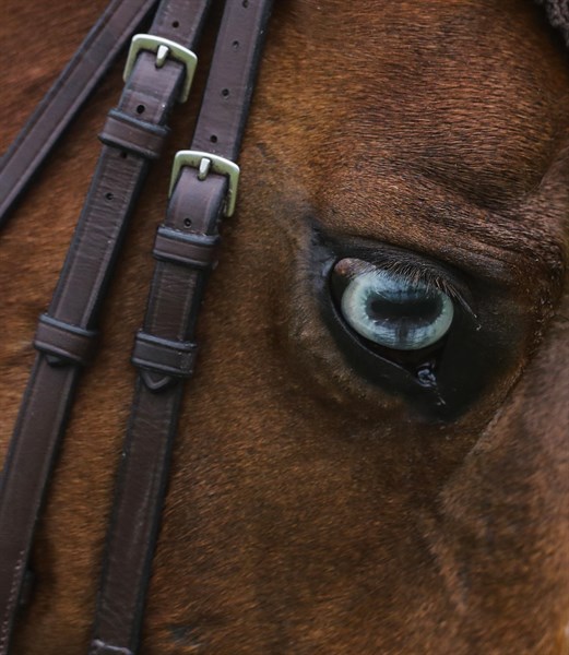 All focus in the dressage - © Lorraine O'Sullivan/Tattersalls International Horse Trials