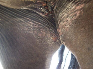Areas of the body without hair are more sensitive to the fire, for example the udder and under tail © Maxine Brain