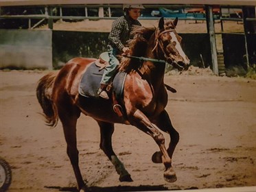 Barastoc Junior & Horse