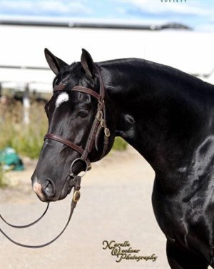Barastoc POTW: Groom Black Horse