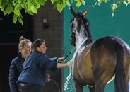Bath time! © Lorraine O’Sullivan/Tattersalls International Horse Trials