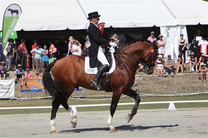 Bill Noble and Airthrey Highlander, a Clydesdale-Cross, competing in the Grand Prix at NZ HOTY. © Roger Fitzhardinge