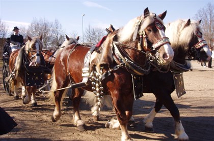 Black forest horse pulling carriage