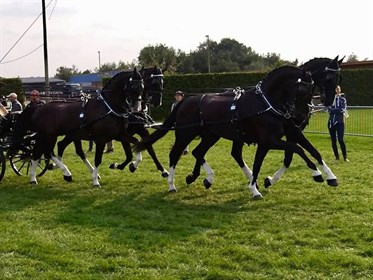 Boyd Exell and his team warming up for the dressage phase. Image: Boyd Exell Facebook page