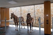 Brett's horses enjoying the facilities - © Ginette Snow