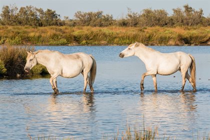 Camargue horses are known for their agility, bravery and broad hooves, making their hoofs durable for the harsh environment that they are exposed to