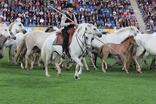 Camargue ponies galloped through the arena.