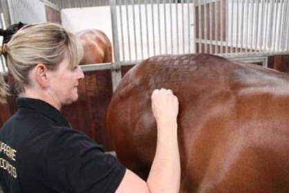 Checkers being applied to hindquarters for Showing - Tip Top Showing