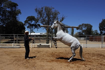Cody and Benny, Fim Livestock Australia - Photo Tom Healey