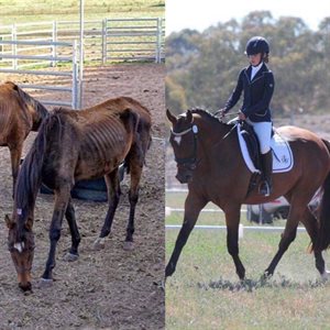 Comparison of Bulla horse WH Jedda
