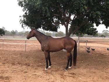 Cracow relaxing the day after his third Charters Towers Cup win. Photo: Sally Kirkwood
