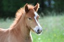 Cute foal. (Labelled for resuse)