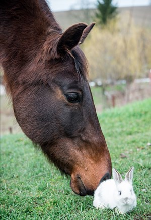 Easter horse and rabbit - Shutterstock