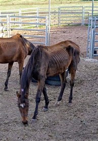 Emaciated Bulla horse WH Jedda