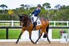 Emma Booth and Mogelvangs Zidane at the Australian Para Dressage Championships. © One Eyed Frog Photography