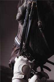 Ensure your noseband complies with the two finger rule - Labelled for reuse