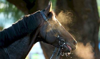 Equine Influenza ban lifted © racing.com