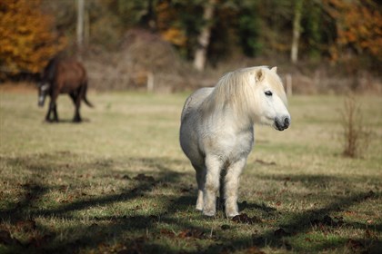 Fat pony © Pixabay