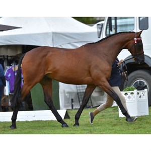 Fiona McIntyre and Precedence. Image: Virtual Windsor Horse Show entry