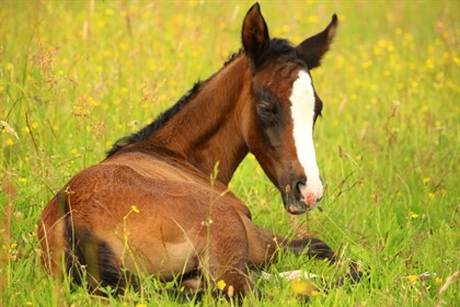 Foal - Labelled for reuse