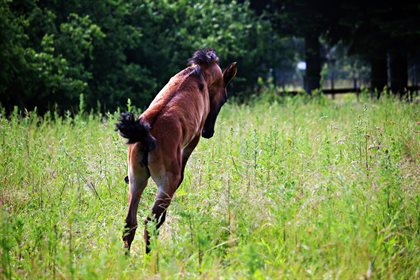Foal jumping pixabay