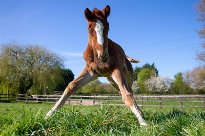 Foals can be a bundle of fun, but they do need careful training. © Elli Birch/BootsandHooves