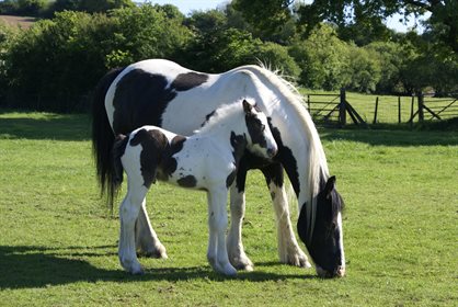 Gypsy Cob mare and foal - pixabay