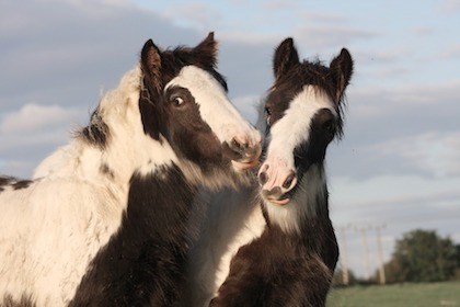 Gypsy cob foals. Labelled for reuse
