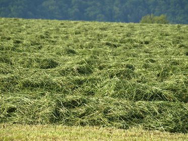 Hay needs to be adequately dried prior to baling.