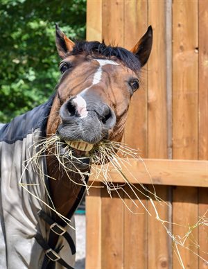 Horse eating hay.