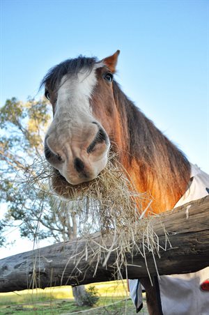 Horse eating hay.