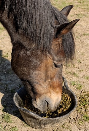 Horse feeding. (Shutterstock)