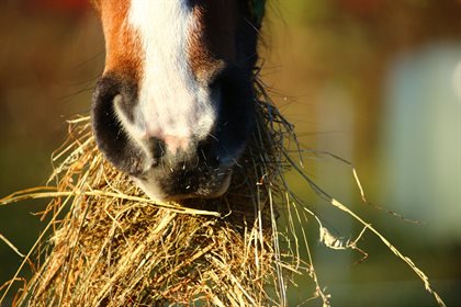 Horse hay.