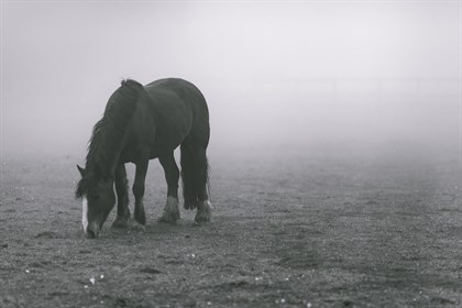 Horse in smoke.