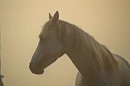 Horse in smoke.