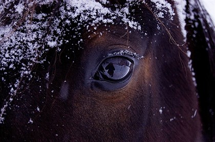 Horse in snow - Labelled for reuse