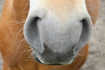 Horse nose and whiskers. Pixabay