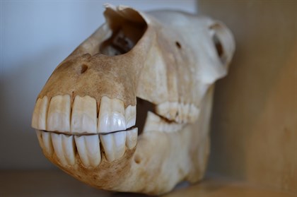 Horse skull - Labelled for reuse