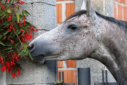 Horse smelling flowers © stock image