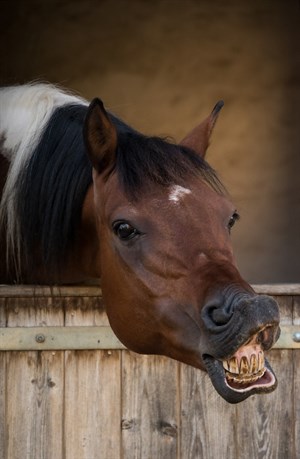 Horse smile © Pixabay - no credit required